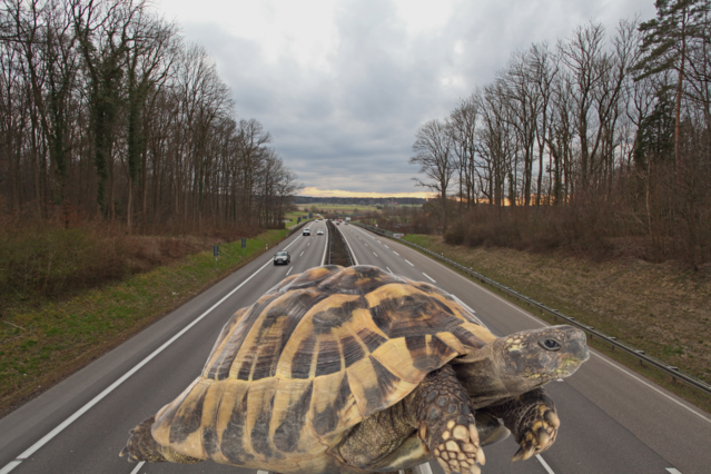 Griechische Landschildkröte auf der B5 entdeckt